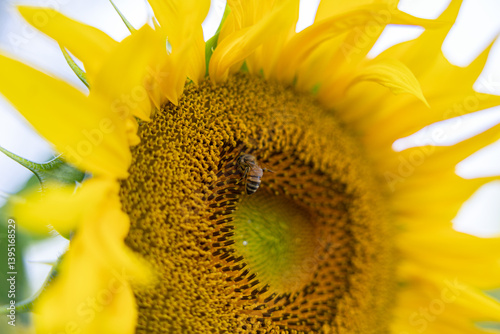 Obraz na płótnie vista macro di un'ape su un fiore di girasole, di giorno, in estate, in un ambiente naturale w salonie