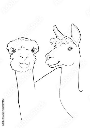 Doodle of two Alpakas