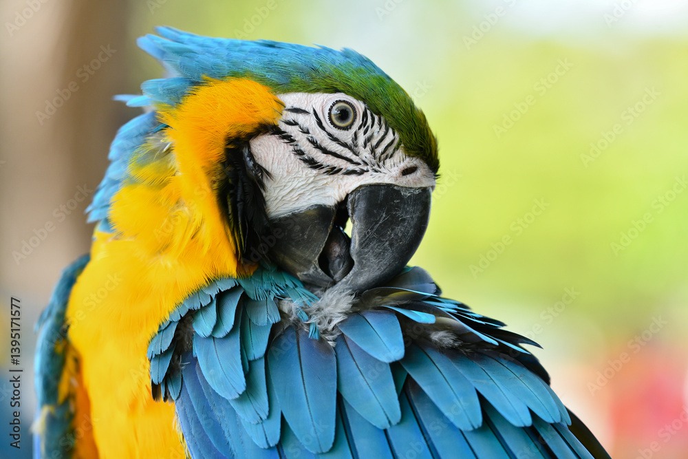 Fototapeta premium portrait blue and gold macaw free flying parrot.