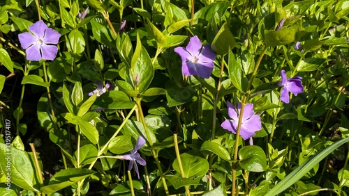 Blue periwinkle flowers against green leaves