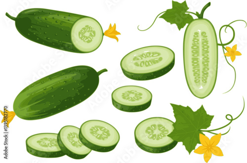 Green ripe cucumber. Vector set of half and slices cucumber with stem leaves, seeds and flower. Organic green vegetable for healthy food, salad, diet, nutrition. Agricultural product. Plant growth