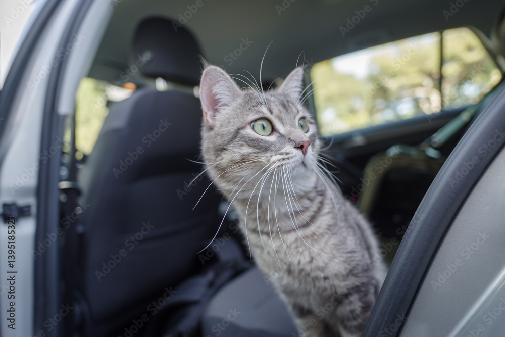 Beautiful cat in the car