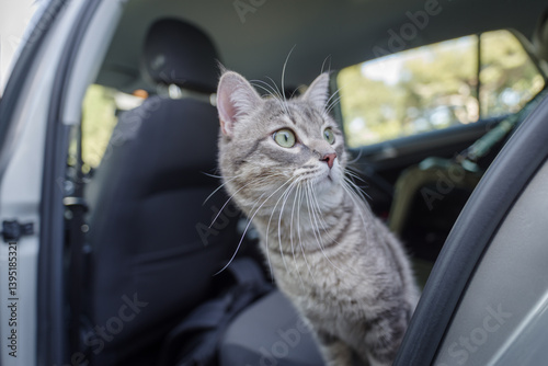 Obraz na płótnie Beautiful cat in the car w salonie