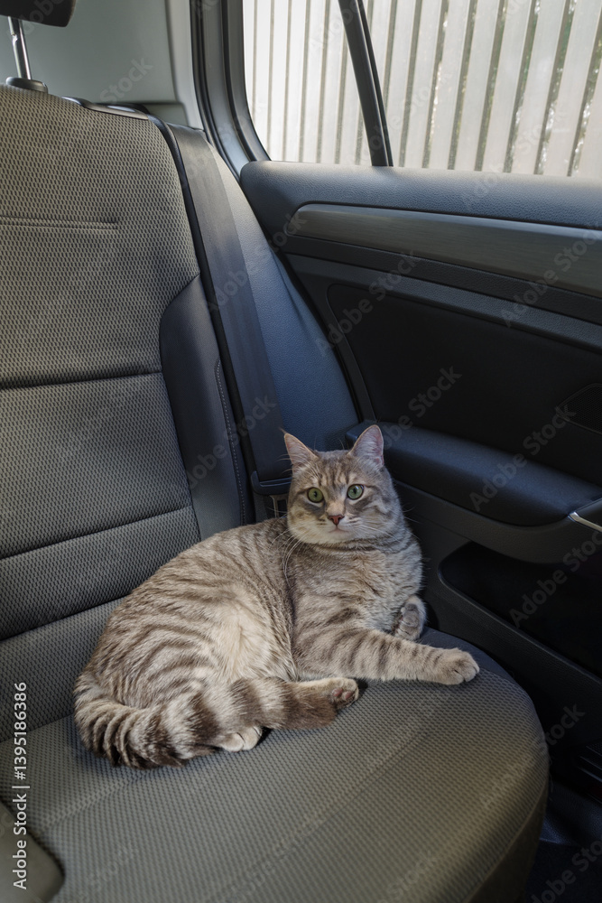 Grey tabby cat sitting in the passenger seat of the car