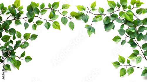 Wallpaper Mural Illustration realistic of green Climbing leaf branch paste on top of frame isolate on pure white background, Torontodigital.ca