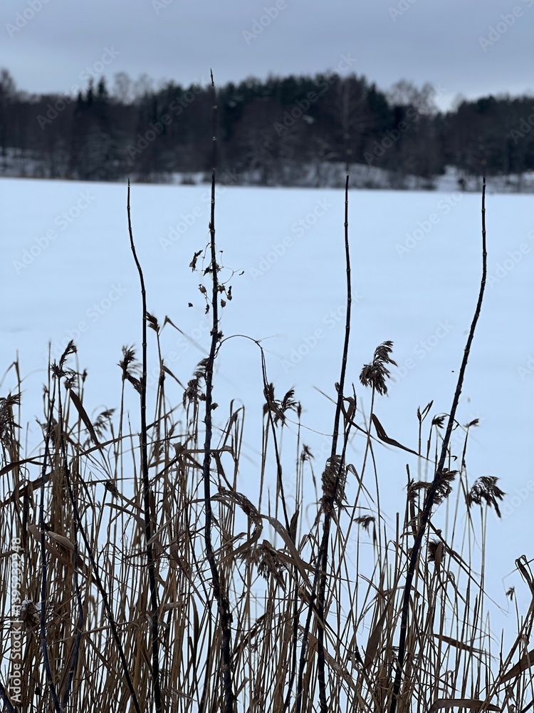 Obraz premium Serene winter scene Tall reeds with brown stalks and feathery tops stand in the foreground, partially covered in snow. A vast, snow-covered field stretches into the distance, bordered by a dense line 