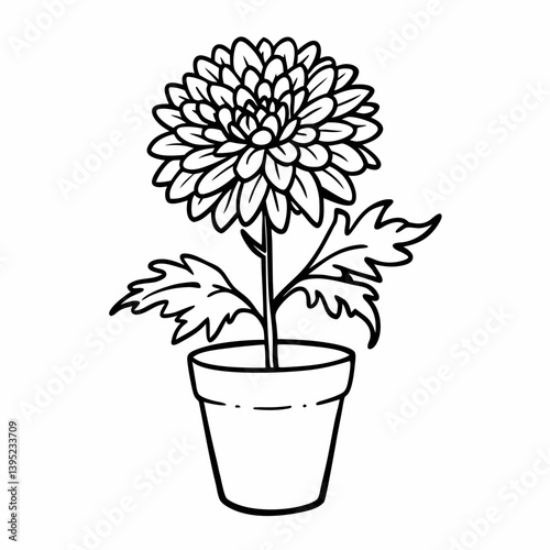 Detailed Black and White Chrysanthemum Flower in Pot Botanical Line Art Illustration