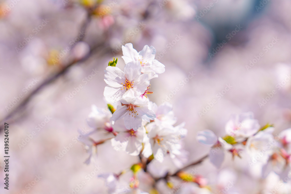 満開の桜のクローズアップと春の柔らかな背景
Close-Up of Cherry Blossoms in Full Bloom with Soft Spring Background 満開の桜のクローズアップと春の柔らかな背景
Close-Up of Cherry Blossoms in Full Bloom with Soft Spring Background