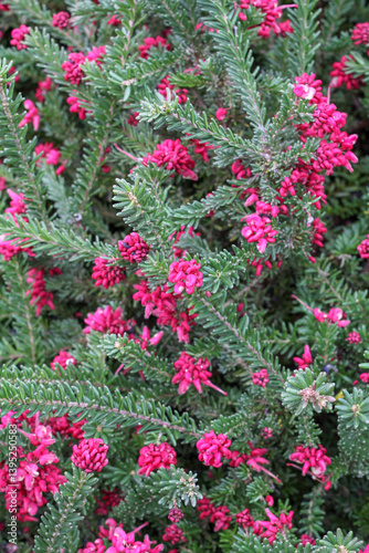 Grevillea lanigera in flower