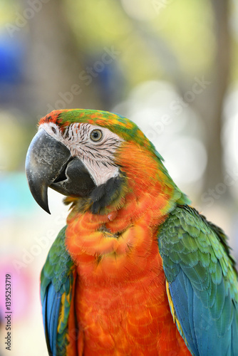 portrait shamrock macaw hybrid macaw free flying  parrot.