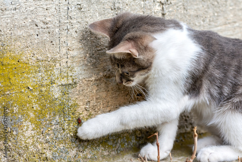 Cat playing with a firebug