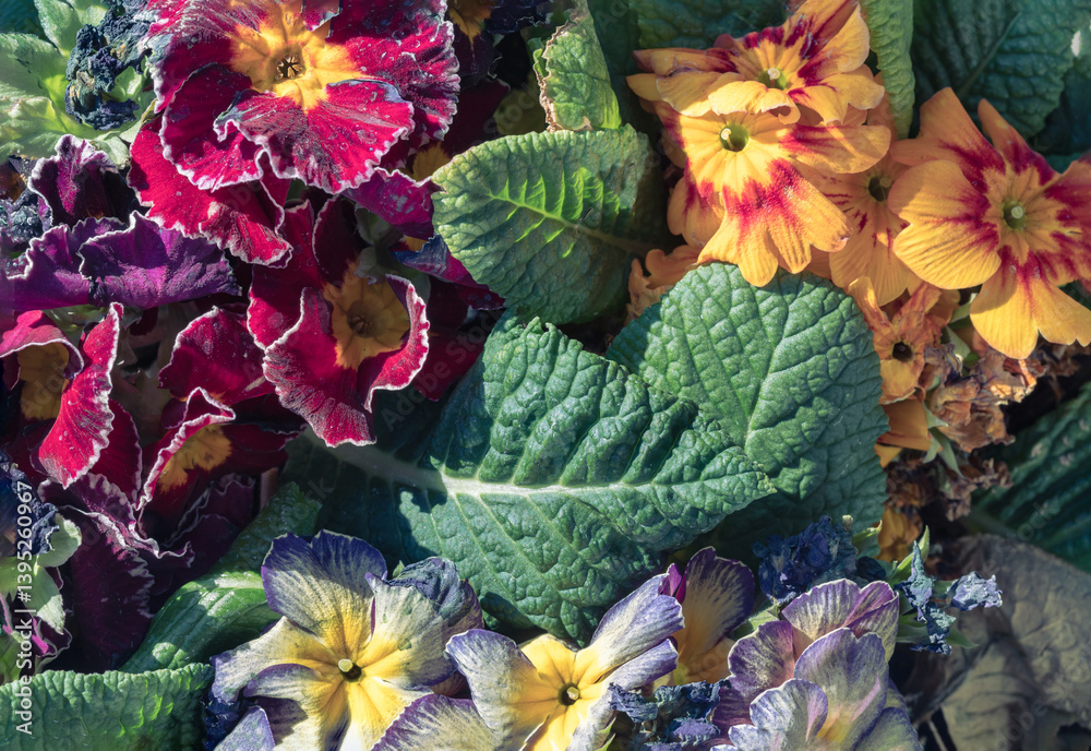 Multicolor primula with Starflame antique shades,Marietta and Flamenco deep purple white edge is marvellous addition to any garden. Colorful bright primrose flowers floral with green leaves background