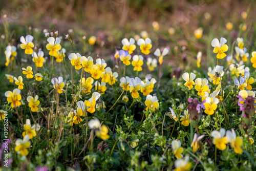 Pansy flower in the spring meadow