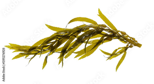 Vibrant underwater kelp floating gracefully in a serene ocean environment