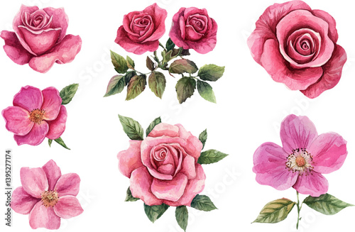 Watercolor Pink Rose Blossom