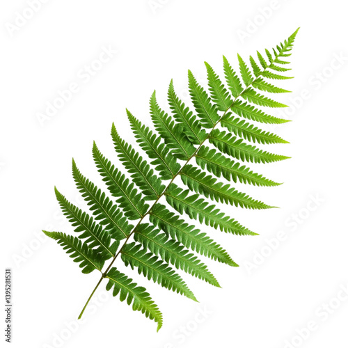Lush green fern frond nature beauty vibrant foliage