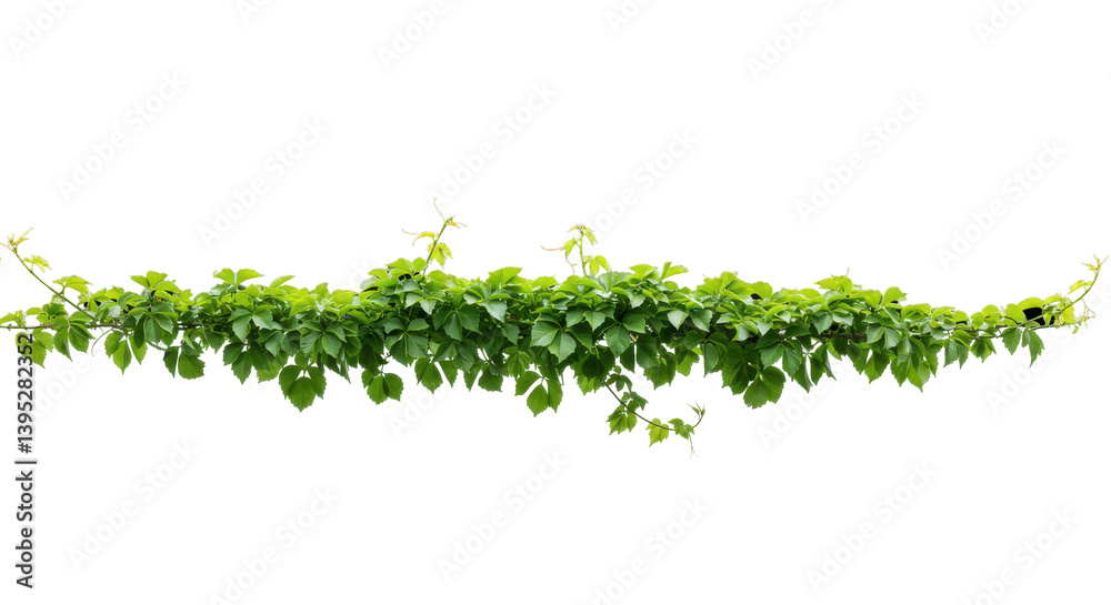 Obraz premium Lush Green Ivy Vines Cascading Elegantly in a Natural Setting with Soft Lighting