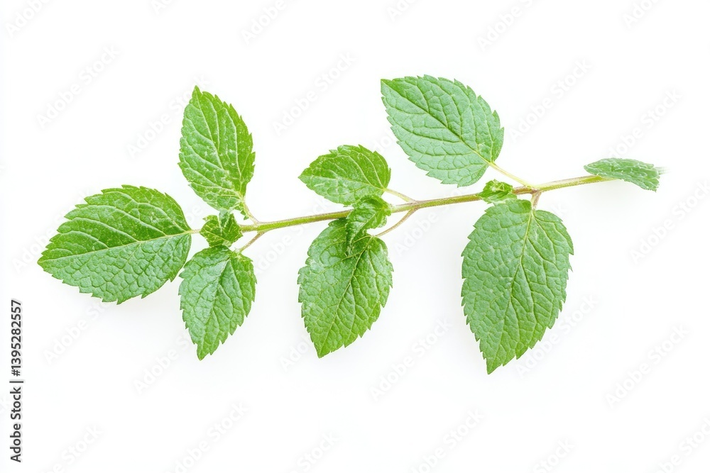 Fresh Mint Sprig Close-up on White Background for Culinary Use Fresh Mint Sprig Close-up on White Background for Culinary Use