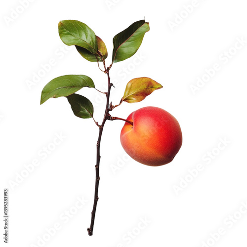 A single ripe apricot hangs delicately from its branch a vibrant splash of color against a dark background showcasing natures simple beauty