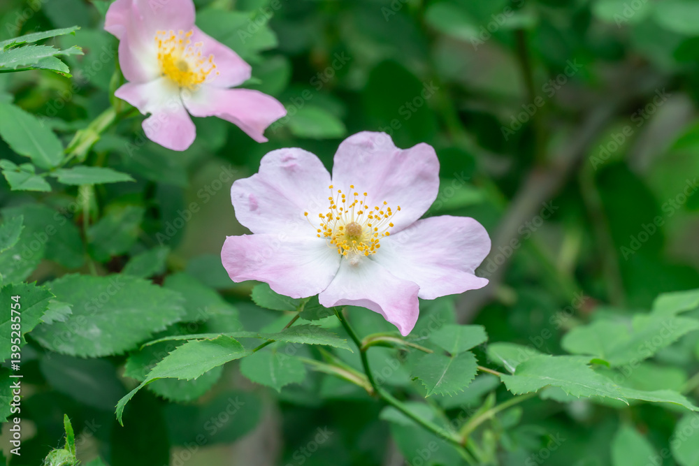 Obraz premium Pink flowers of rosehip bloom on branches of wild shrub. Thorn sweetbriar rose genus plants of rosaceae family blossom in park. Flowering medicinal plant of wild rose close-up. Aromatic twig dogrose.