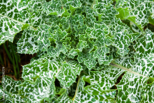 Variegated thistle weed also called scotch thistle