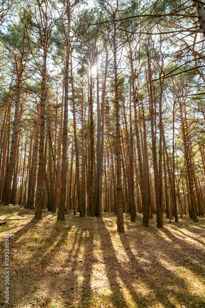Fototapeta premium Pine forest, photographed on an early spring day. Background and nature.