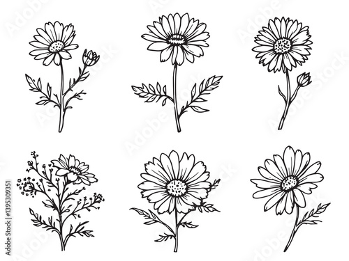 Aster line art blending creativity with natural floral inspirations