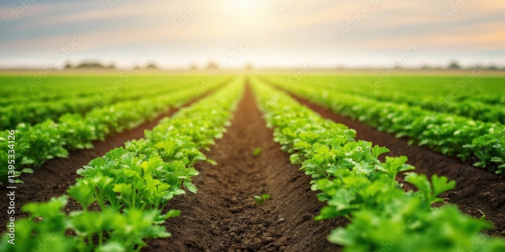 Lush green vegetable field at sunrise with rows of crops stretching into the distance.