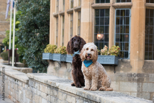 Sticker Dogs in the Cotswolds