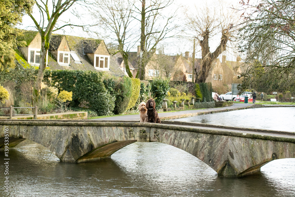 Fototapeta premium Dogs in the Cotswolds
