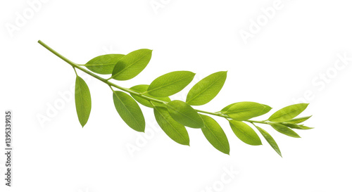 Cuadro en lienzo Isolated Green Branch