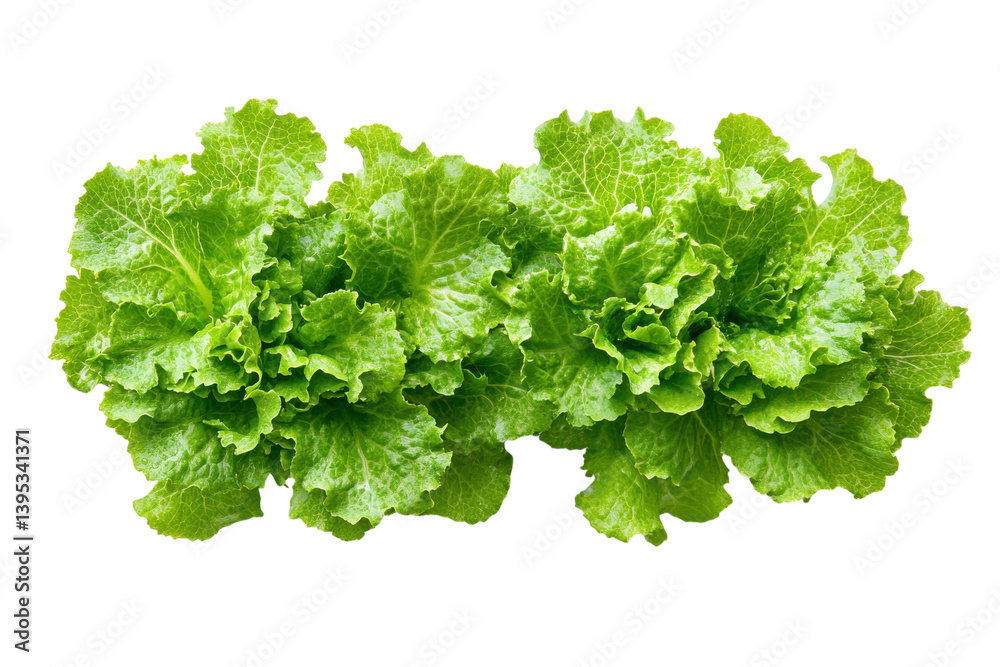 Obraz premium Lush green lettuce leaves vibrant and fresh isolated on black background showcasing texture and color of healthy greens