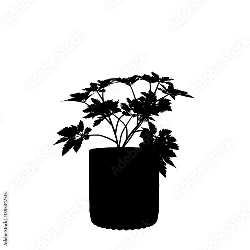 silhouette of a Plant