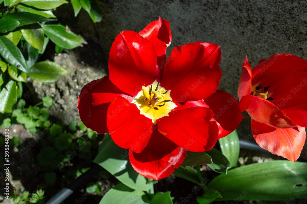 Tulipán rojo Tulipán rojo