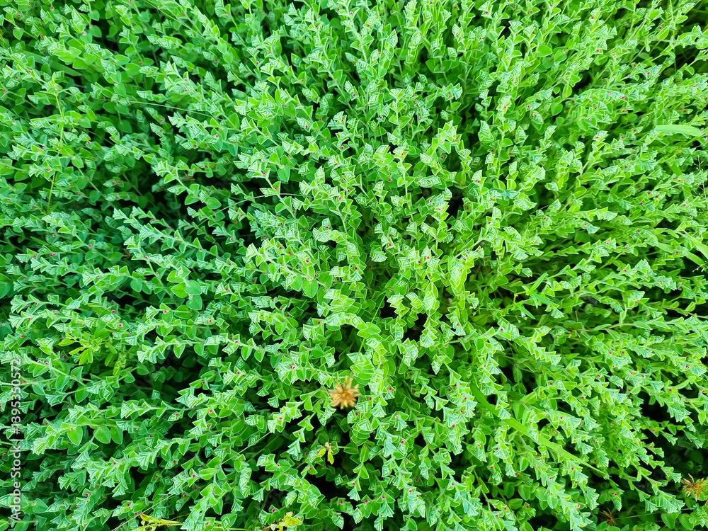 Thyme plant, thyme leaf, herb plant for herb medicine. Fresh green leaves background. Thyme plant, thyme leaf, herb plant for herb medicine. Fresh green leaves background.