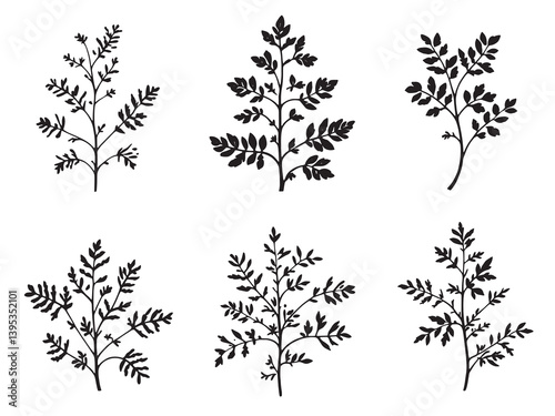 Chervil line art botanical illustration delicate herb drawn in fine detail 