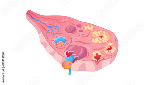 Detailed Anatomy of Ovary with Follicle Development and Ovulation. Isolated Female Ovary Follicle Ovulation Medical Vector Illustration