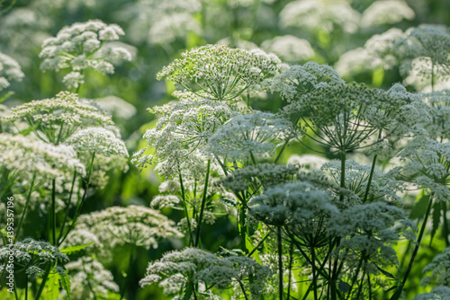 Pretty aegopodium blooming in sunny June