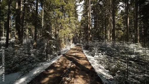 stream in the forest road snow winter