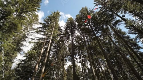 Forest trees sunny day spruce