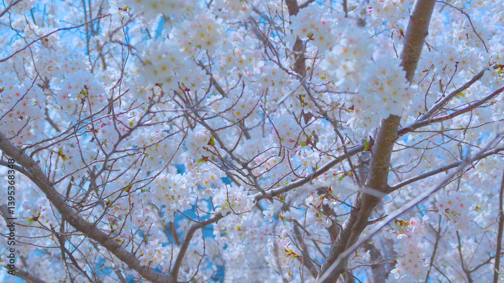 Obraz premium Beautiful spring scenery video of Korea where branches of white cherry blossom trees in full bloom under the blue sky are scattered in the spring breeze