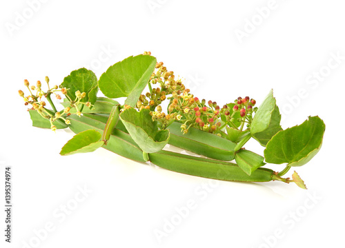  Cissus quadrangularis L. , pirandai or veldt grape on white background.