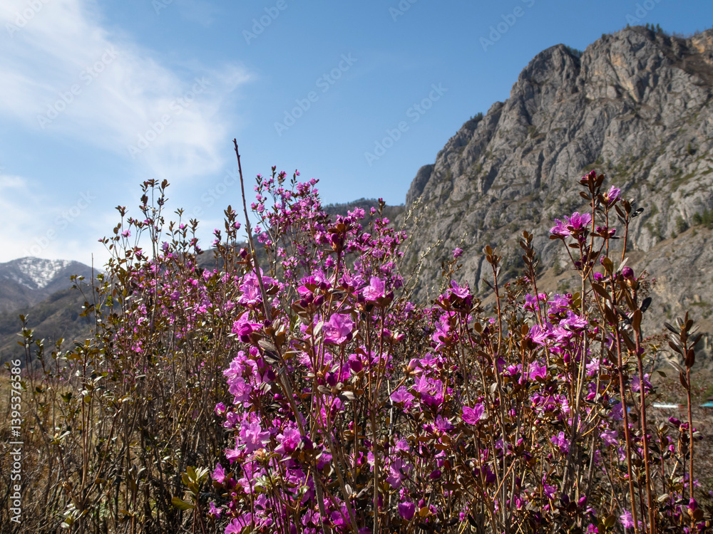Obraz premium Purple-pink flowers of Maralnik (Siberian sakura) (Lat. Rhododendron ledebourii) in the Altai Mountains in spring