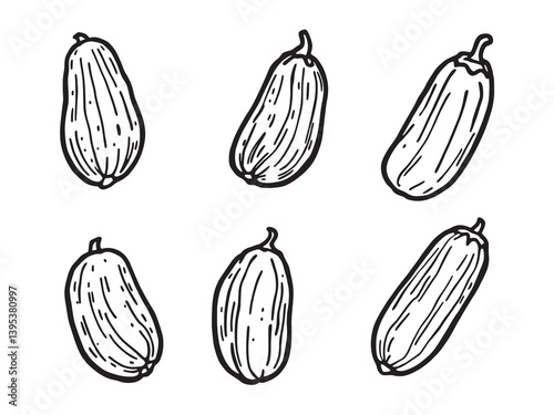Cucumber line art fresh garden sketch with subtle detail strokes 