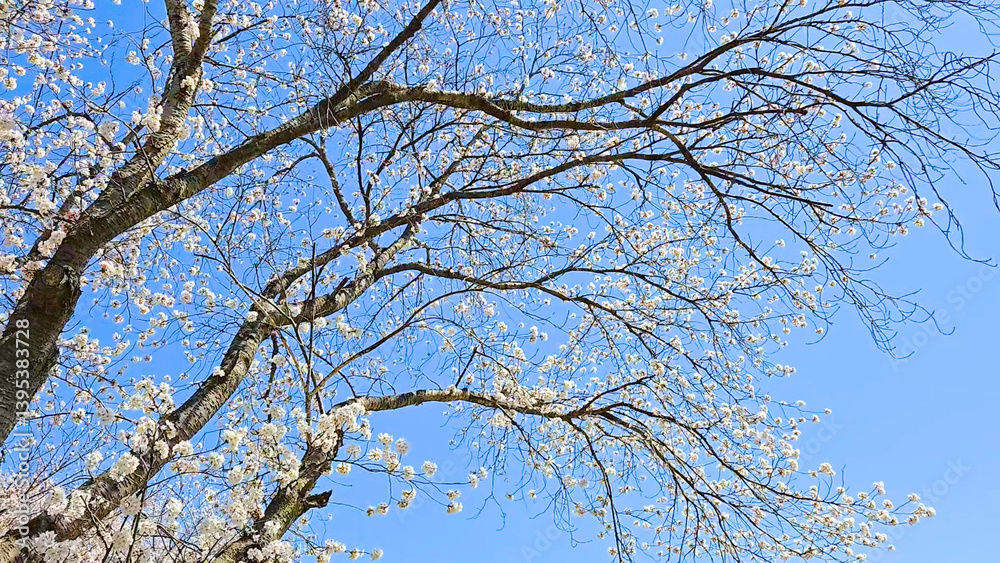 Beautiful spring scenery video of Korea where branches of white cherry blossom trees in full bloom under the blue sky are scattered in the spring breeze Beautiful spring scenery video of Korea where branches of white cherry blossom trees in full bloom under the blue sky are scattered in the spring breeze