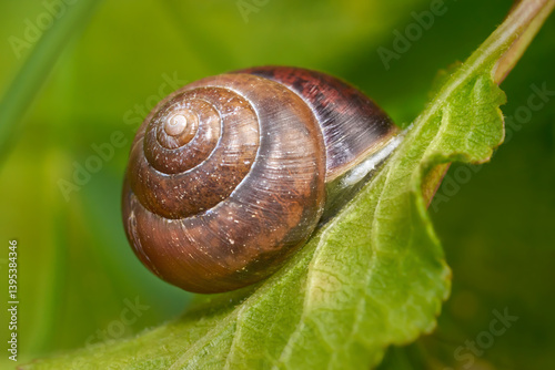 Braunes Schneckenhaus auf einem grünen Blatt in Nahaufnahme