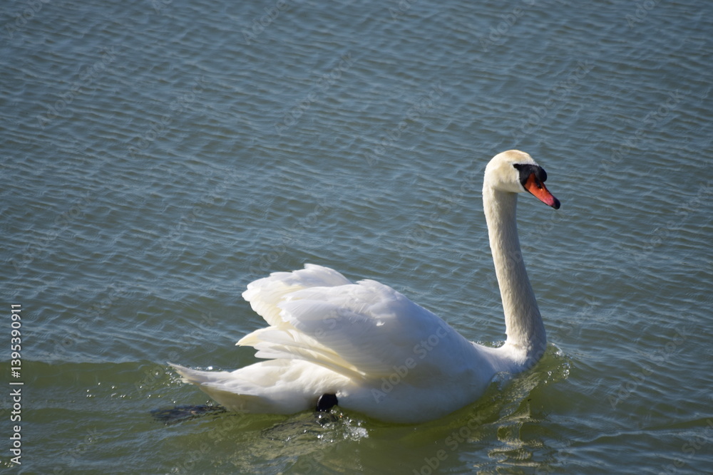 Fototapeta premium Le cygne sur l'étang