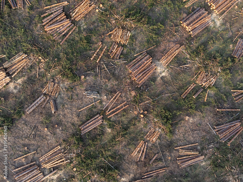 Aerial view of cut pine forest area with logs scattered. Aerial perspective reveals a section of cut pine forest with logs arranged on the ground