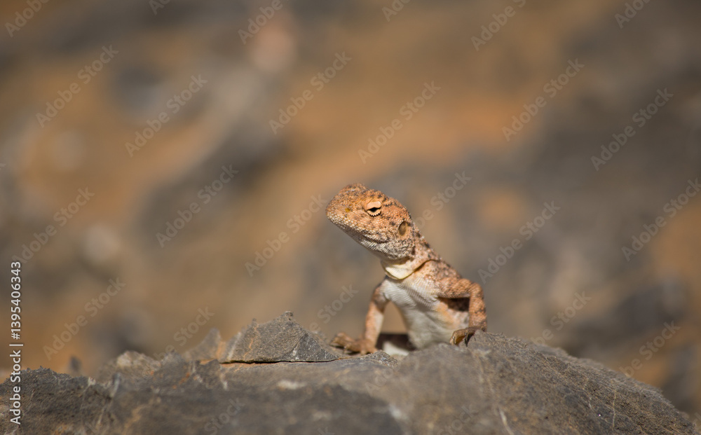 Side view of orange dragon lizard torso, small in frame Side view of orange dragon lizard torso, small in frame