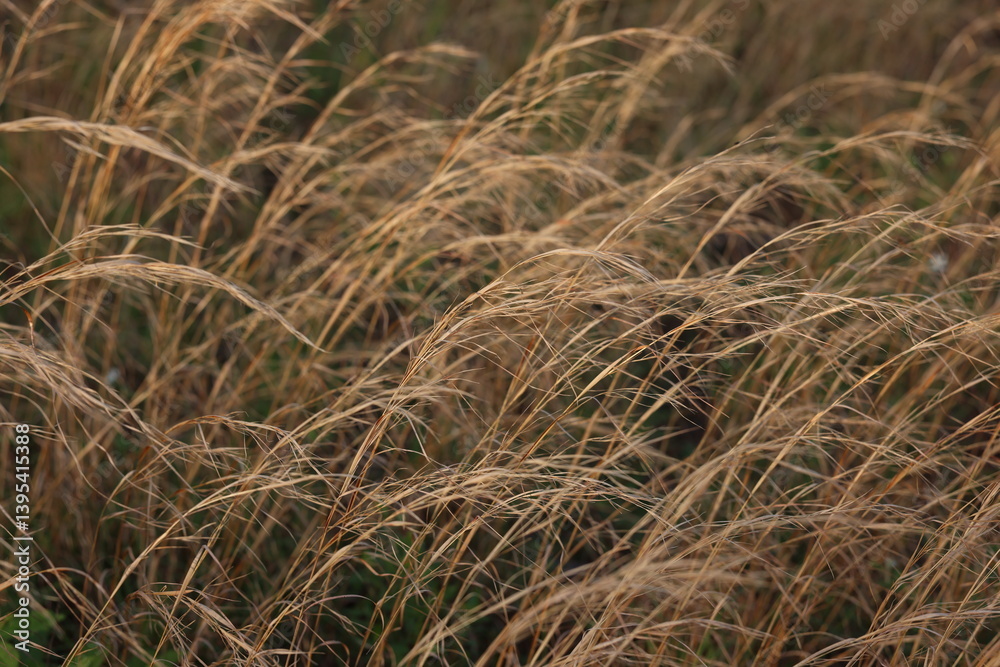 Tall Grass Tall Grass